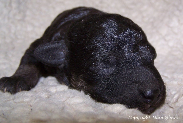 Arc-en-ciel Arlequin 19012008 (4).JPG